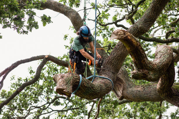 Best Storm Damage Tree Cleanup  in USA